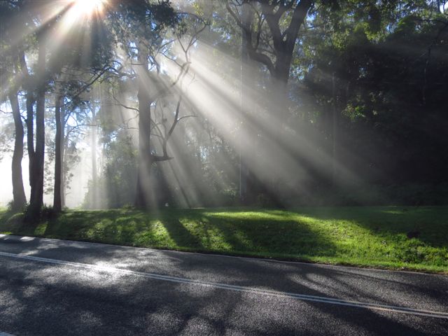 Light thru trees - 2 Sam